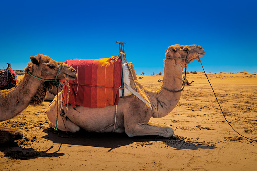 Wild Camels among the dry Orange Sands of the Sahara desert, Algeria