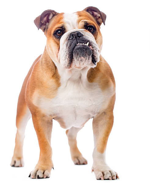 Portrait of an English Bulldog Portrait of a purebred English Bulldog http://bit.ly/16Cq4VM bulldog stock pictures, royalty-free photos & images