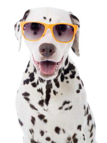 Portrait of a purebred Dalmatian with sunglasses http://bit.ly/16Cq4VM