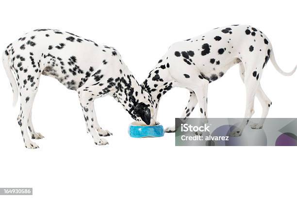 Two Dalmatians Eating Stock Photo - Download Image Now - Dog, Eating, White Background