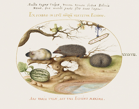 Antique Zoological illustration from a Renaissance book. Beautiful plates painted in watercolor and gouache, with a gold oval border. Created by the Belgian painter Georg Hoefnagel. Ca. 1570.