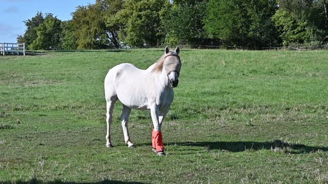 Horse with Orange Boots
