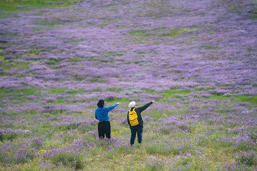 Full length photo of senior woman and mature adult daughter hiking in nature in springtime. They are in lavender field. Shot under daylight with a full frame mirrorless camera.