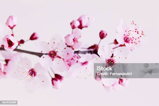 Kirschblüten - Fotografias de stock e mais imagens de Cerejeira - Cerejeira, Cerejeira japonesa, Cor de rosa