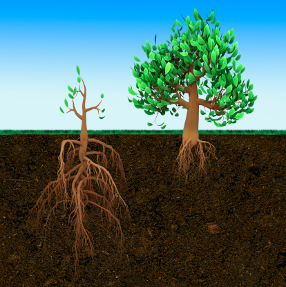 Small tree with large root and big tree with small root. Conceptual 3d illustration.