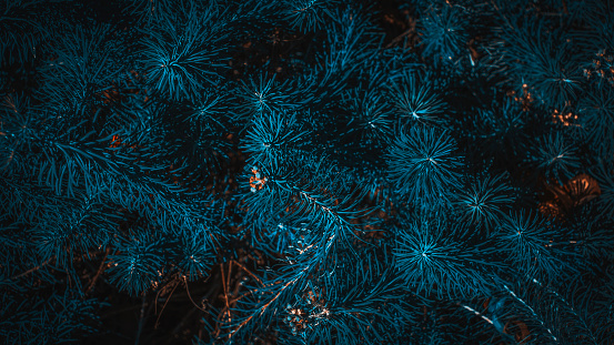 Coniferous  green branches texture. Background in blue tone. Dark night photo