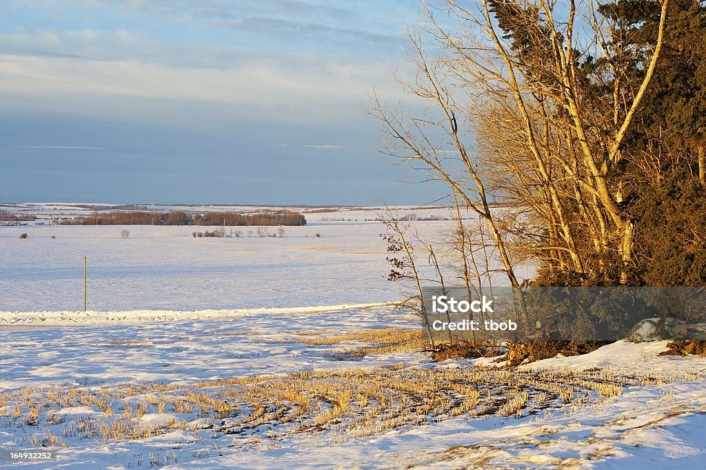 Amanecer de los campos de las granjas y cubierto de nieve - Foto de stock de Abeto Picea libre de derechos