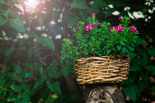 Wicker basket with pink flowers. Background from green leaves