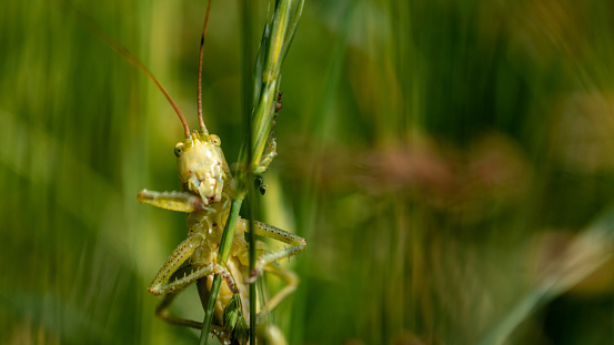 Large green grasshopper in macro. Typical for wet meadow and marsh.
