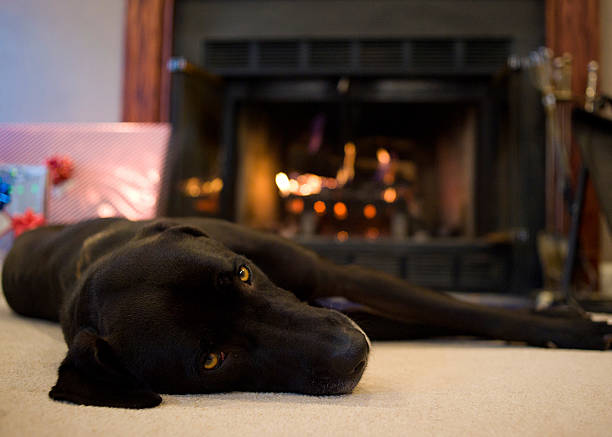 istock Large Black Dog Laying By Hearth with Fire 164933000
