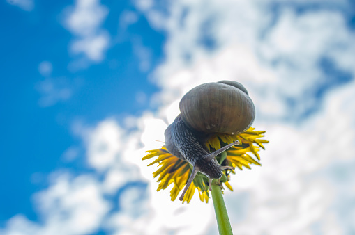 Macro photo of little snail on yellow dandelion. Snail in the green grass after rain. Concept of macro world