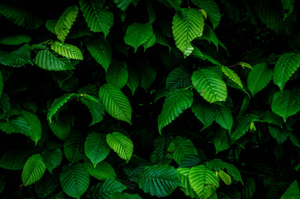 istock Background from green leaves Full Frame Shot Of Plants 1649340271