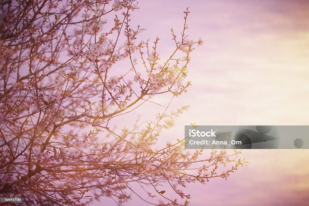 開花の木、サンセット - ピンク色のロイヤリティフリーストックフォト