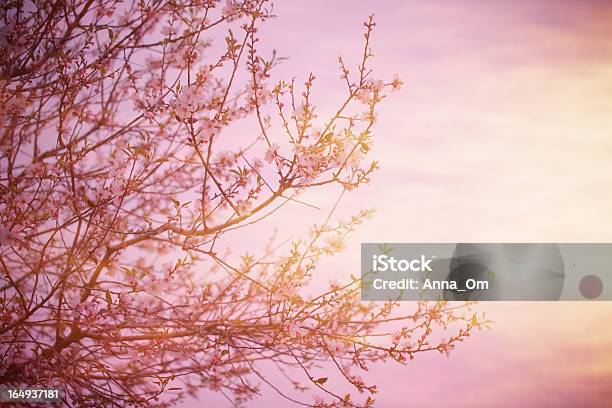 Цветущие Дерево На Закате — стоковые фотографии и другие картинки Без людей - Без людей, Весна, Ветвь - часть растения