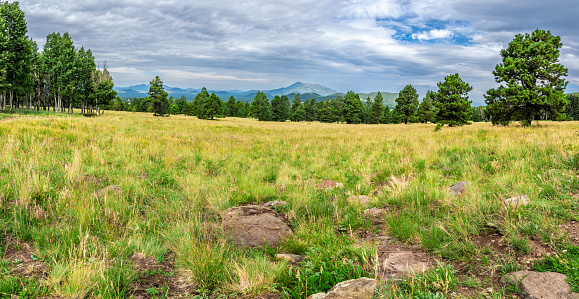 Grasslands occupy one-third of Arizona, taking up some 24 million acres.  They provide a unique habitat for wildlife and are part of a large and diverse network of grasslands found throughout the southwestern U.S. and northern Mexico. Semi-desert grasslands found in central and southeastern Arizona reach into Sonora, Mexico and New Mexico. Grasslands in Northern Arizona are similar to those found in the Great Basin and the Colorado Plateau in Colorado, Utah and New Mexico. In the mountainous areas of Northern Arizona, grassland meadows can be found interspersed within the conifer forests.  Hart Prairie is a vast grassland located on the northwest side of the San Francisco Peaks.  Hart Prairie is in the Coconino National Forest near Flagstaff, Arizona, USA.