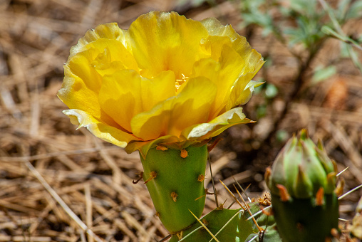 The Prickly Pear cactus or Opuntia is tolerant of many different soils and climates.  It exists all over Arizona from the hot dry Sonoran desert to the pine forests of Northern Arizona.  These prickly pear cacti with yellow blooms were photographed on Campbell Mesa in the Coconino National Forest near Flagstaff, Arizona, USA.