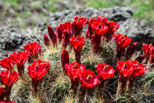 istock Scarlet Hedgehog Cactus in Bloom 1649375747