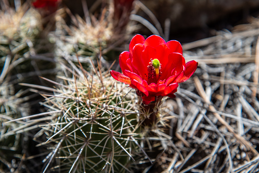 The Scarlet Hedgehog Cactus (Echinocereus coccineus) is in the cactus family (Cactaceae), which is a group of about 350 species, all native to the New World.  Most cacti grow in tropical, subtropical, and warm temperate regions.  A few species can thrive in much colder climates and at higher elevations. Scarlet hedgehog cactus is in this group.  These scarlet hedgehog cacti with their brilliant flowers were growing in the rocks at Fort Valley in the Coconino National Forest near Flagstaff, Arizona, USA.