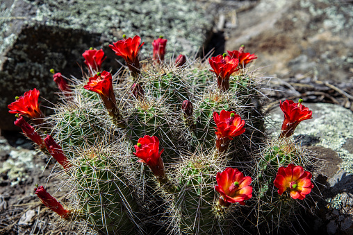 The Scarlet Hedgehog Cactus (Echinocereus coccineus) is in the cactus family (Cactaceae), which is a group of about 350 species, all native to the New World.  Most cacti grow in tropical, subtropical, and warm temperate regions.  A few species can thrive in much colder climates and at higher elevations. Scarlet hedgehog cactus is in this group.  These scarlet hedgehog cacti with their brilliant flowers were growing in the rocks at Fort Valley in the Coconino National Forest near Flagstaff, Arizona, USA.