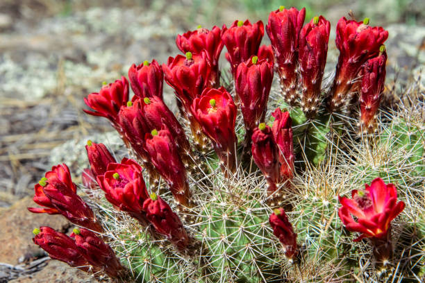 istock Scarlet Hedgehog Cactus in Bloom 1649376576