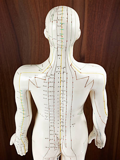 back of a medicine doll against wood back of a medicine doll against wood acupuncture model stock pictures, royalty-free photos & images