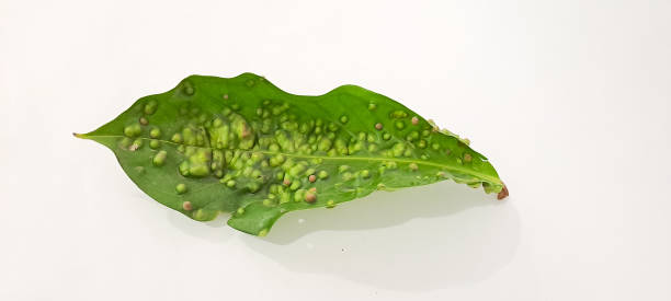 leaves with leaf galls on them. Gall mites (hama tungau puru), also known as eriophyid mites on leaves. leaves with leaf galls on them. Gall mites (hama tungau puru), also known as eriophyid mites on leaves. gall mite stock pictures, royalty-free photos & images