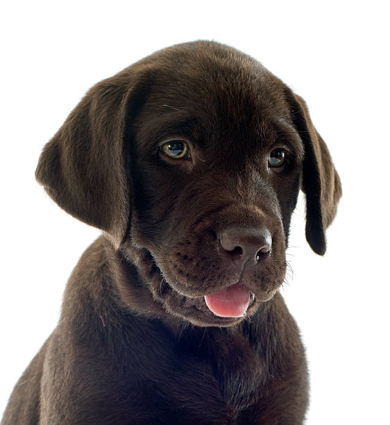 istock puppy labrador retriever 164941802