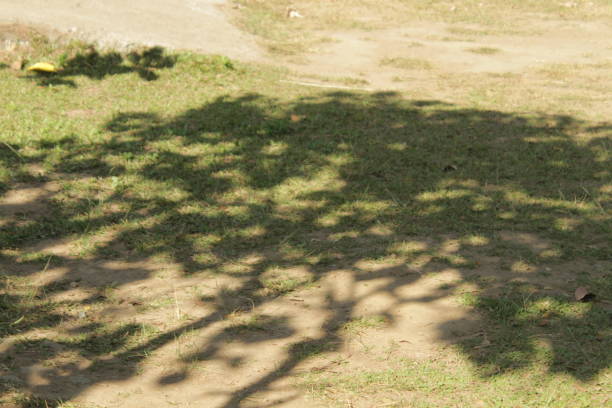 The shadows of the trees during the hot day fell on the dry ground with a bit of grass