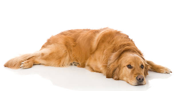 istock Adorable Golden Retriever Dog (Isolated with Reflection) 164942239