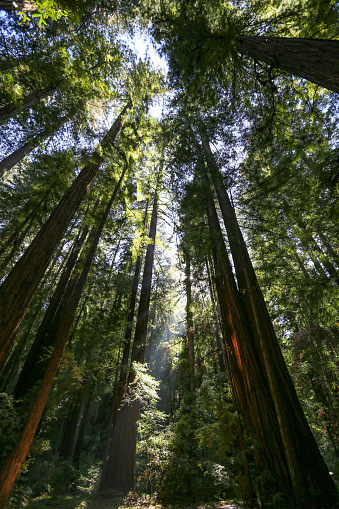 Redwood trees in Northern California