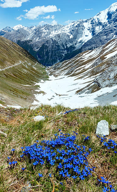 istock Summer Stelvio Pass (Italy) and blue flowers in front. 164945683