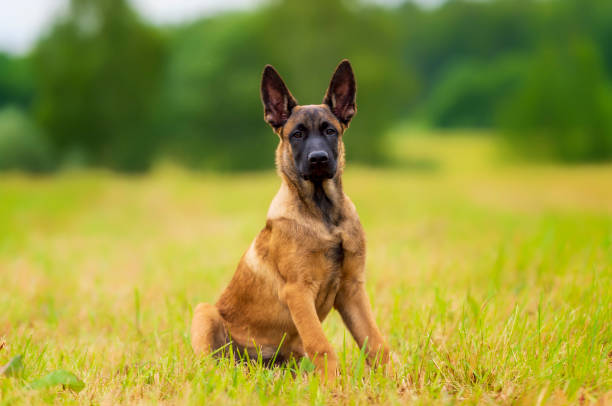 istock Belgian shepherd malinois puppy on the grass looking in the camera 1649458118