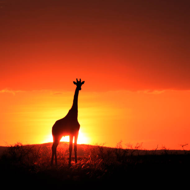 istock Giraffe in savannah at sunset 164947218