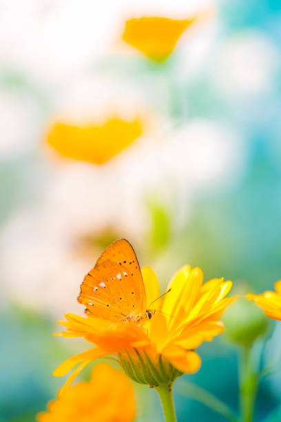 istock Scarce Copper butterfly pollinating flower 164949767