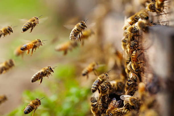 honey bees flying - bee stockfoto's en -beelden