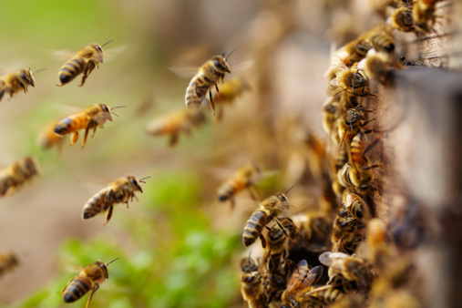 close up of honey bees flying