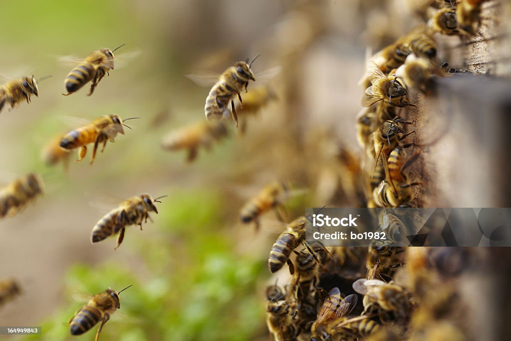 honey bees flying close up of honey bees flying Bee Stock Photo
