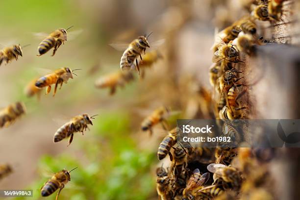 Honey Bees Flying Stock Photo - Download Image Now - Bee, Beehive, Honey Bee