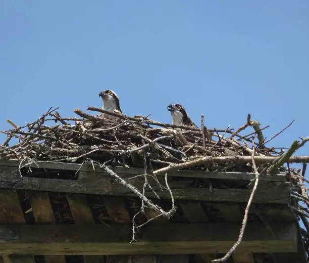 Photo of Osprey family in the nest