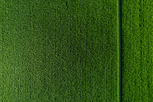 aerial photo shot of mixed cultivated and harvested rural plain land during hot season