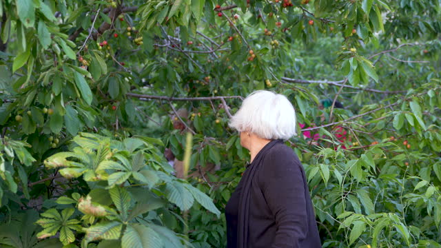 4K video of senior friends picking cherry fruit from tree