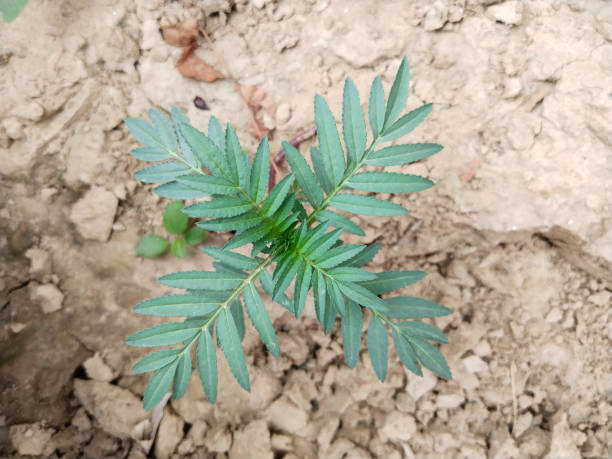 istock The seedlings of the marigolds. 1649550955