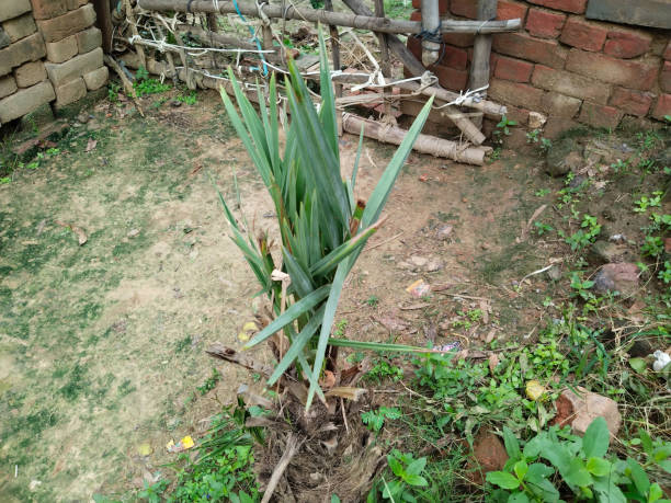 Dates Plant Small Beauty Plants