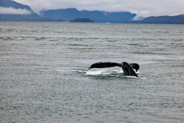 istock Water drips from the tail of a Humpback Whale 1649552070