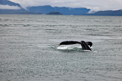 Humpback whale diving under the water in Juneau, Alaska