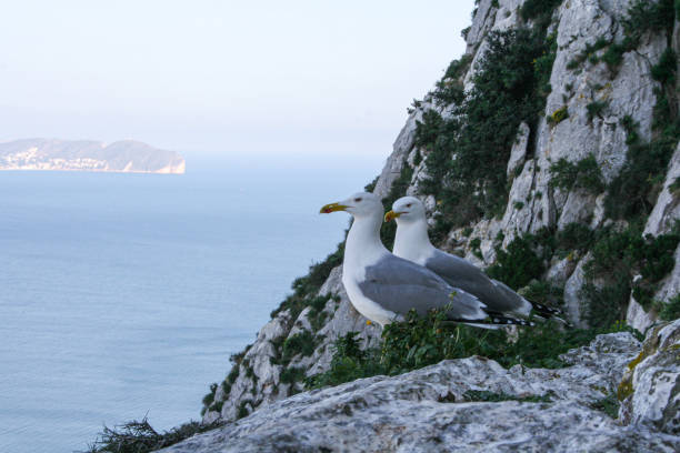 istock Two seagulls looking out to sea 1649558212