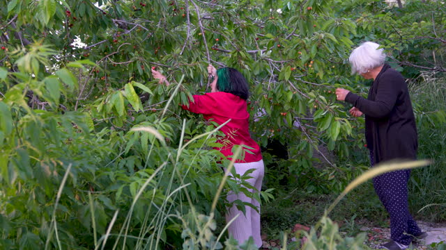 4K video of senior friends picking cherry fruit from tree