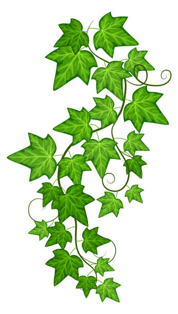 ilustraciones, imágenes clip art, dibujos animados e iconos de stock de enredadera trepadora con hojas verdes. rama natural de la enredadera - ivy vine leaf frame
