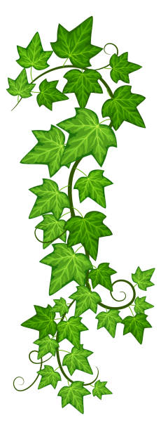 ilustrações, clipart, desenhos animados e ícones de folhagem de hera na trepadeira. ramo de trepadeira verde - ivy vine creeper plant leaf