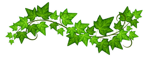 담쟁이 가지. 자연 녹색 나뭇잎입니다. 식물 덩굴 - backgrounds ivy leaf green stock illustrations